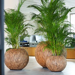 Grote groene planten in natuurlijke bosco plantenbakken kantoor