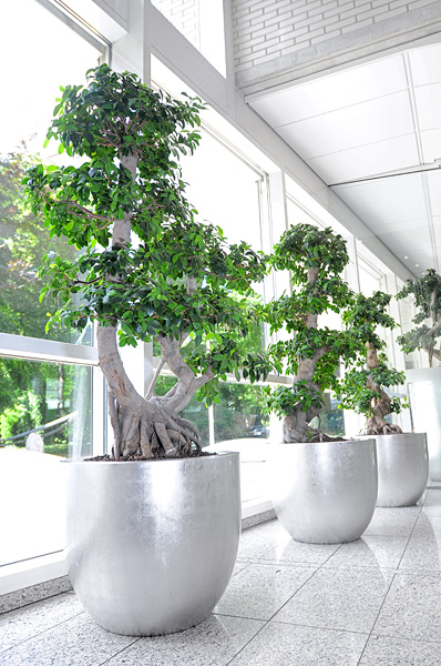 Hydrocultuur bonsai