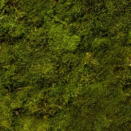 Platmos Ten Brinke Interieurbeplanting Platmos Ten Brinke Interieurbeplanting