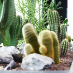 Natuurlijke cactus look interieur kantoor interieurbeplanting