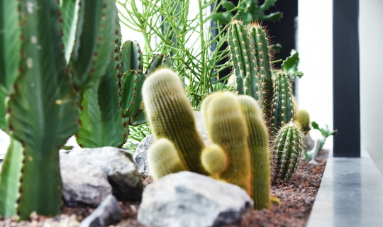 Natuurlijke cactus look interieur kantoor interieurbeplanting