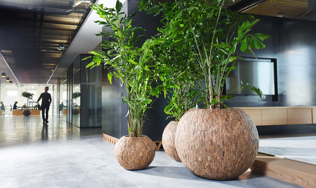 Natuurlijke look kantoor caryota interieurbeplanting