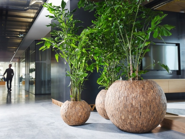 Natuurlijke look kantoor caryota interieurbeplanting