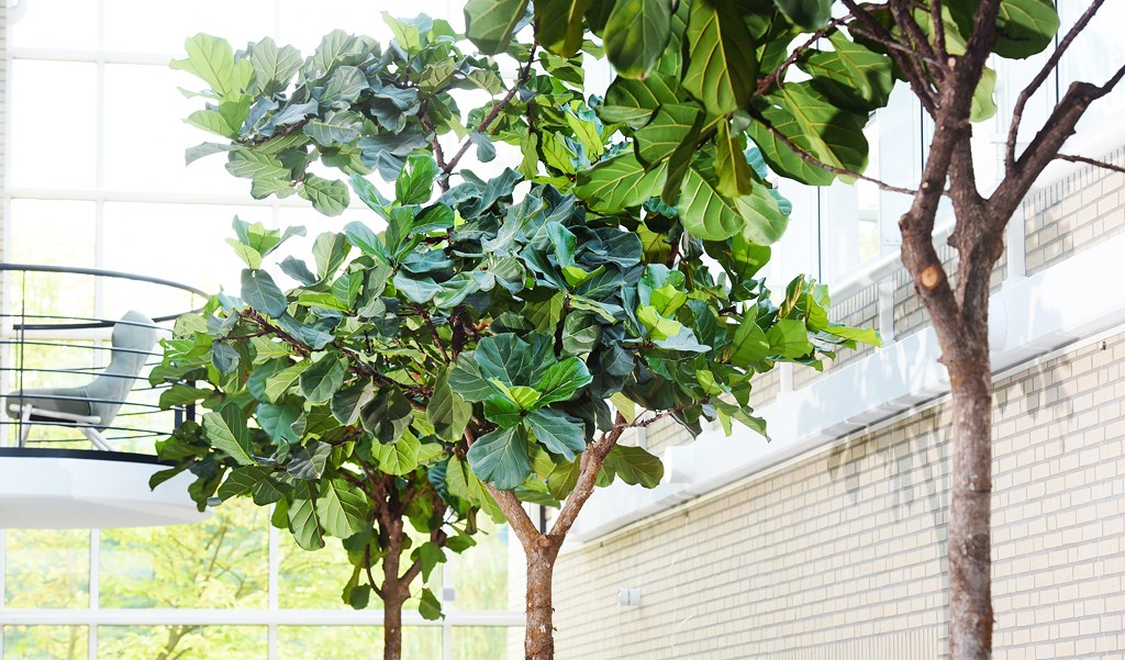 XL-planten-detail-interieurbeplanting.jpg