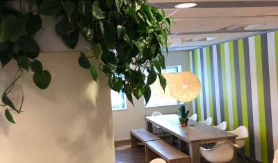 Pilaar planten