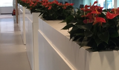 Plant anthurium op kast kantoor