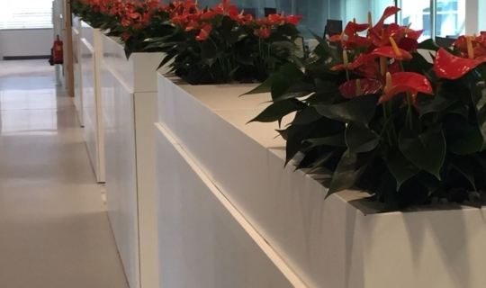 Plant anthurium op kast kantoor