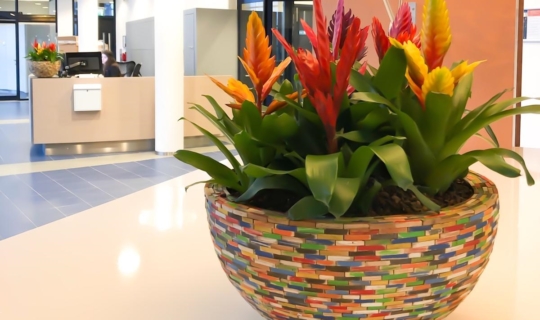 Planten schalen op receptie wisselbeplanting