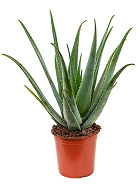 Luchtzuiverende kantoorplant Aloe Vera