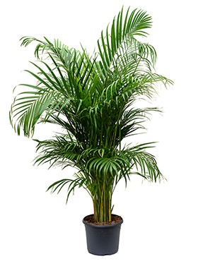 Luchtzuiverende kantoorplant Areca palm