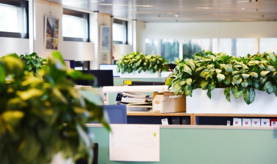 Planten op kast kantoortuin