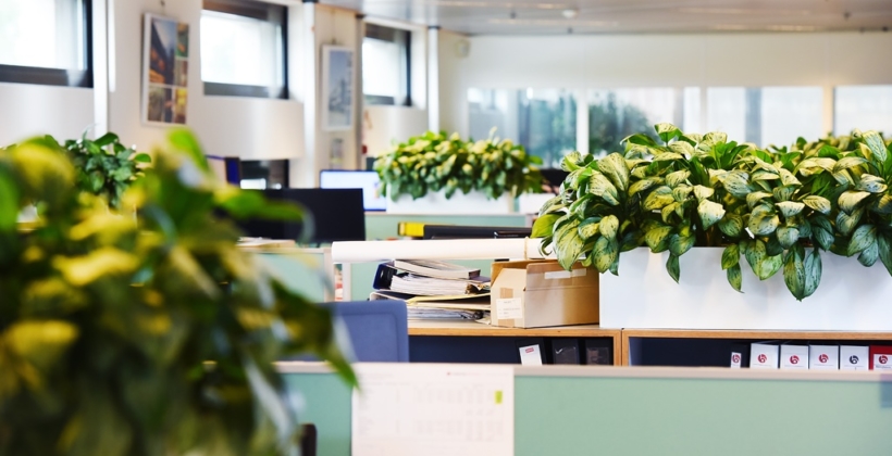 Planten op kast kantoortuin