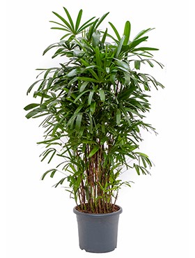 Luchtzuiverende kantoorplant Rhapis excelsa