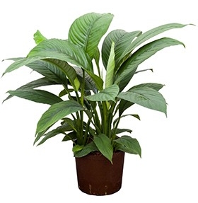 Blaze Vermelden Onbepaald Top 10 luchtzuiverende planten op kantoor | Ten Brinke Interieurbeplanting