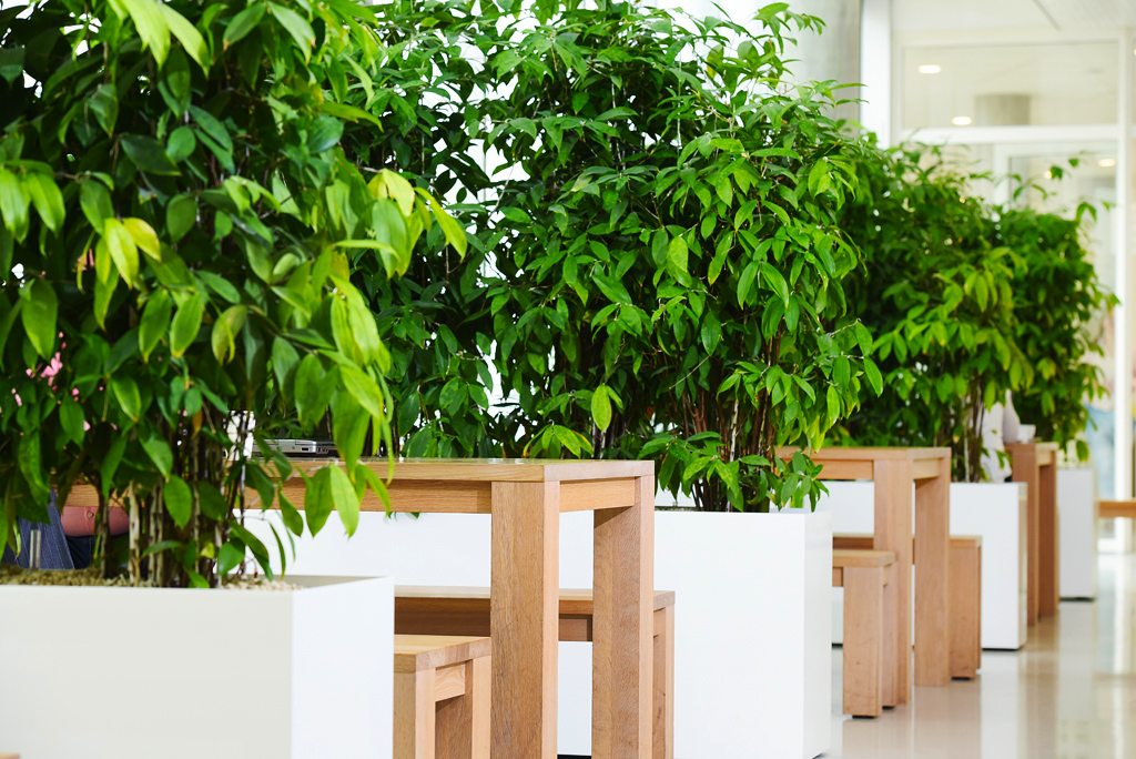 Planten-in-bedrijfsrestaurant-Ten-Brinke-Interieurbeplanting.jpg