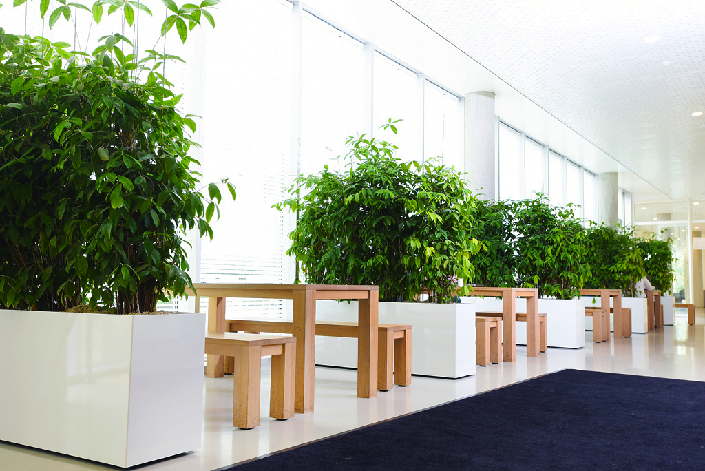 voor de helft gerucht Janice Roomdividers en plantenbakken | Ten Brinke Interieurbeplanting