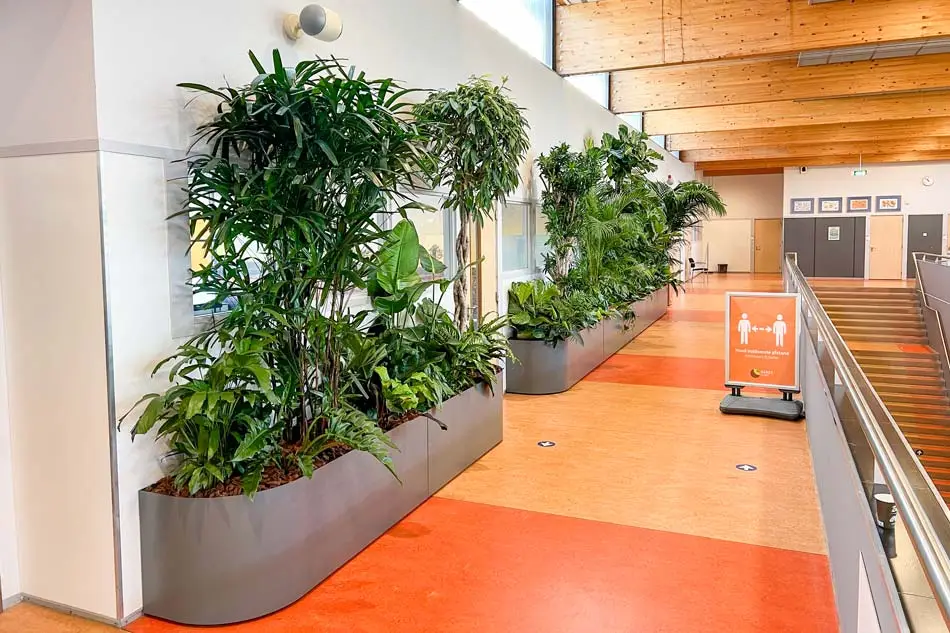 Veel planten in gang Aeres school