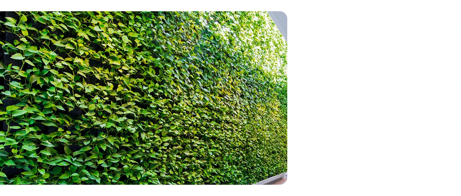 De groene plantenwand