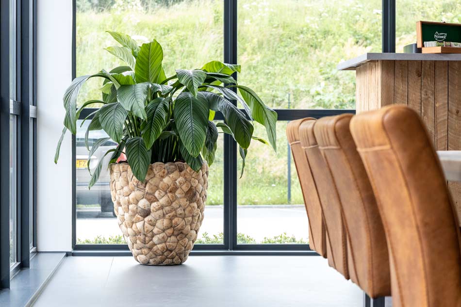 Coconut-plantenbak-spathiphyllum.jpg