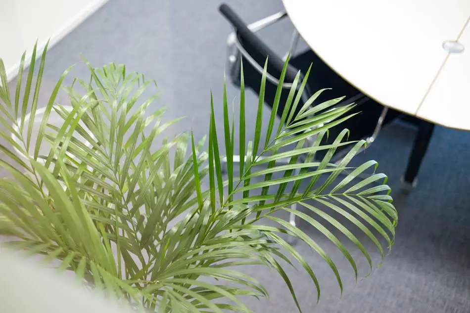 Detail-foto-palm-plant-kantoor-roularta-media.webp