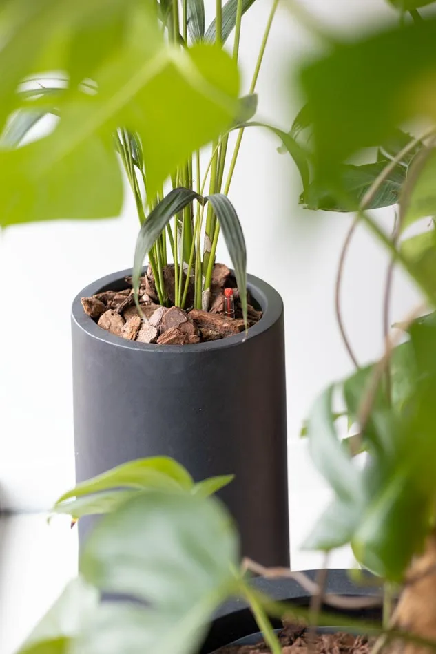 Detail-foto-plant-en-pot-boomschors-hydrocultuur.webp