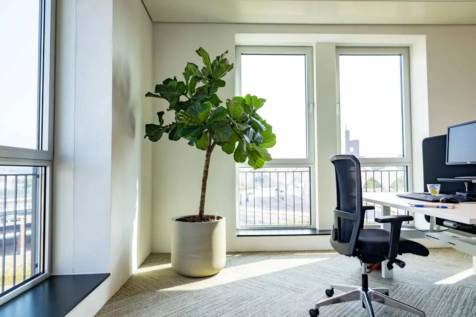 Eye-catcher-op-kantoor-Ficus-lyrata-in-robuuste-plantenbak.webp
