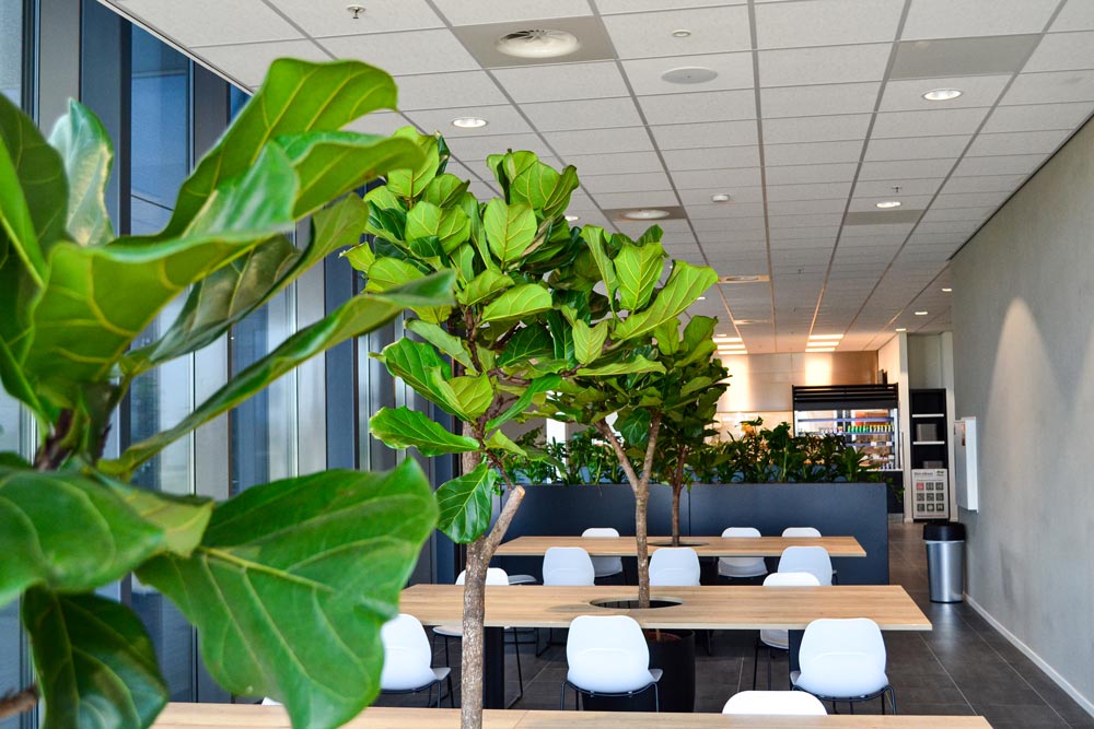 Ficus-lyrata-kantine.jpg