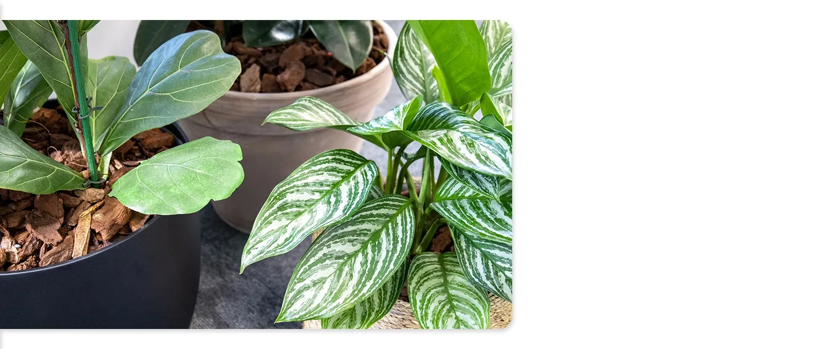 Hydrocultuur planten in een setje van drie