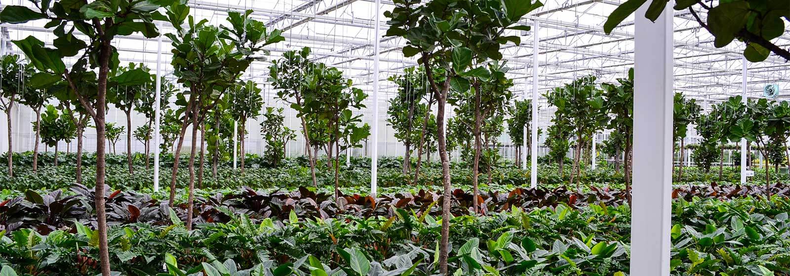 Kwekerij hydrocultuur planten