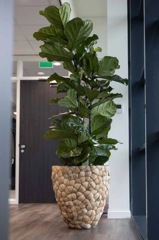 Intersnack-Interieurbeplanting-14.webp