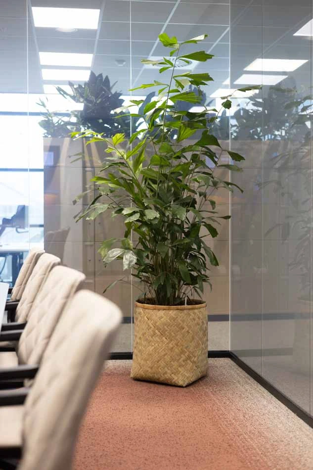 Intersnack-Interieurbeplanting-3.webp
