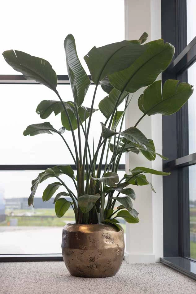 Intersnack-Interieurbeplanting-7.webp