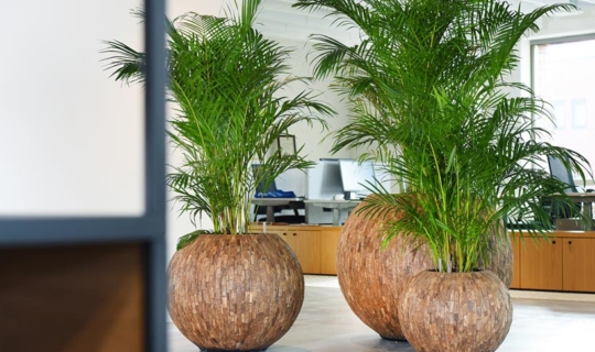 Planten luchtzuiverend Ten Brinke Interieurbeplanting