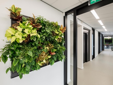 Kleine plantenwand makkelijk onderhoud