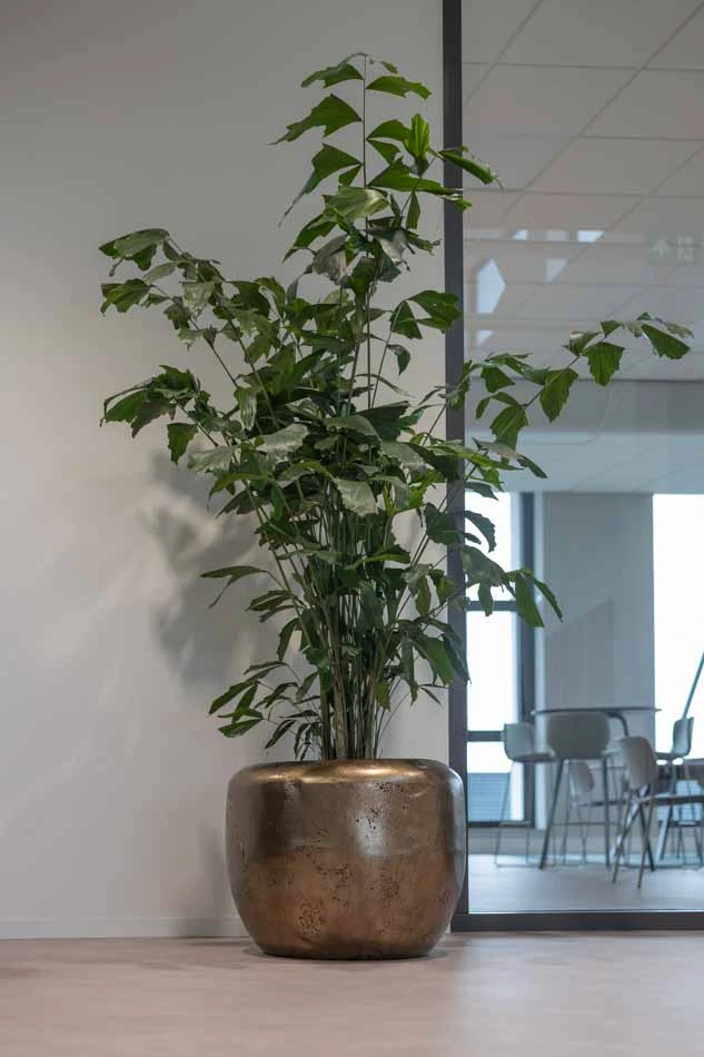 Mombarg-Beton-Interieurbeplanting.webp