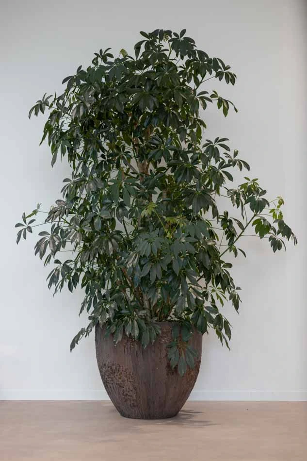 Mombarg-Beton-Kantoorbeplanting.webp