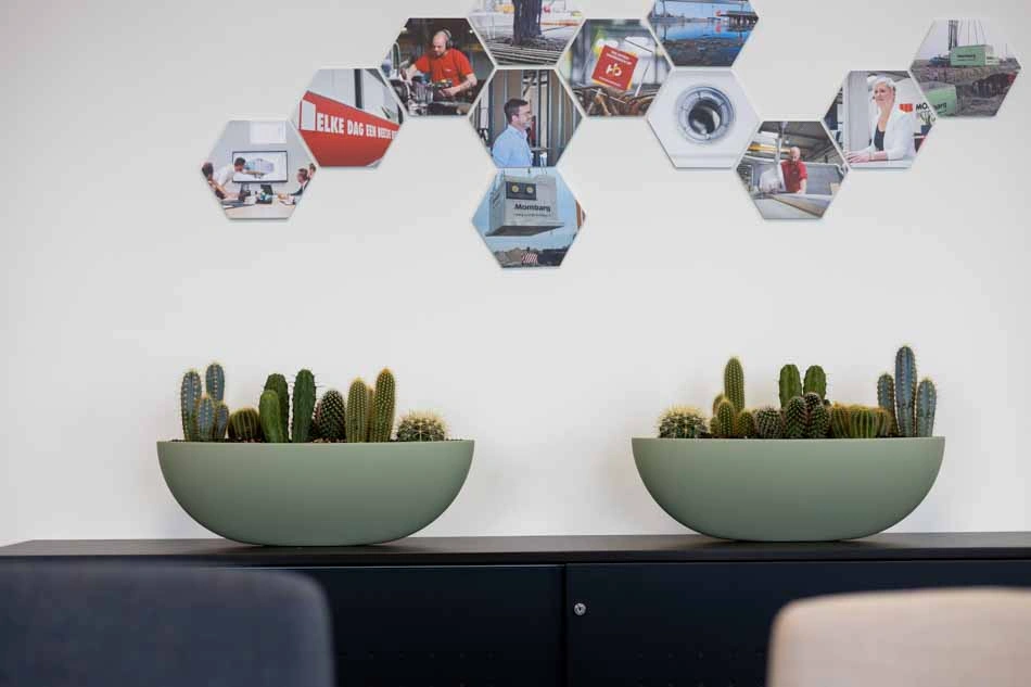 Mombarg-Beton-bootschaal-cactussen.webp