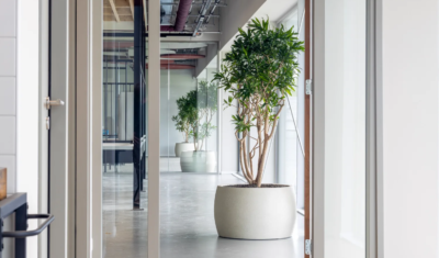 Tree plants in an office at Hollander Techniek Apeldoorn