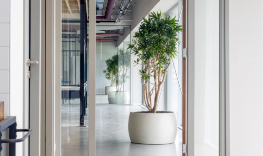 Tree plants in an office at Hollander Techniek Apeldoorn
