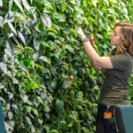 Onderhoud plantenwand door Sharon