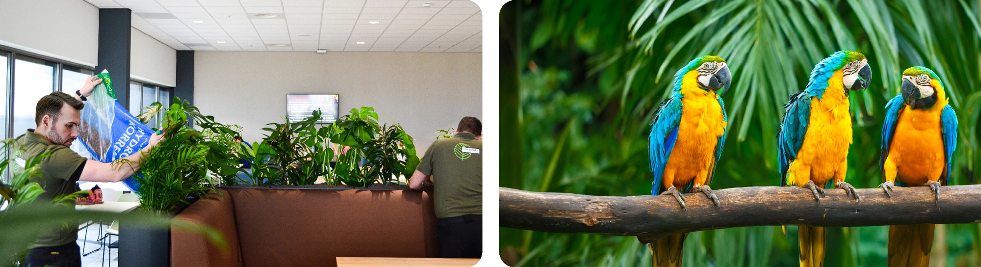 PSO medewerkers aan het werk en adoptie regenwoud