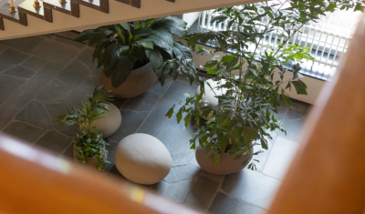 Interieurbeplanting bij Paleis van Justitie Arnehm