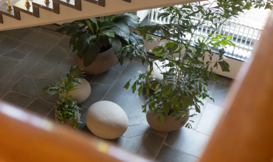 Interieurbeplanting bij Paleis van Justitie Arnehm