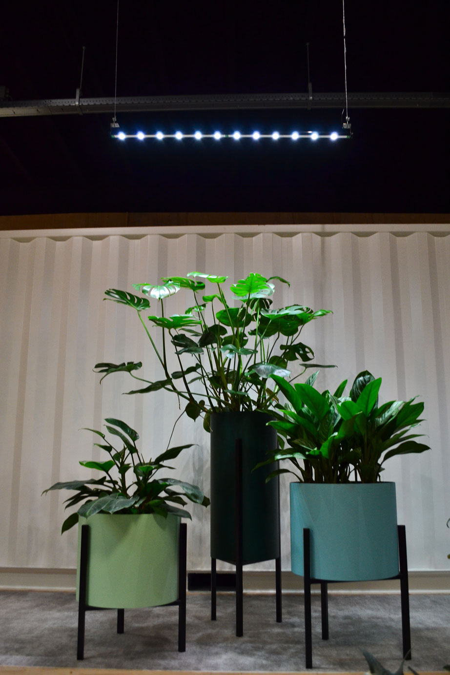 tint maak een foto Zachtmoedigheid Uitgelicht: PlantLight Solutions - Ten Brinke Interieurbeplanting