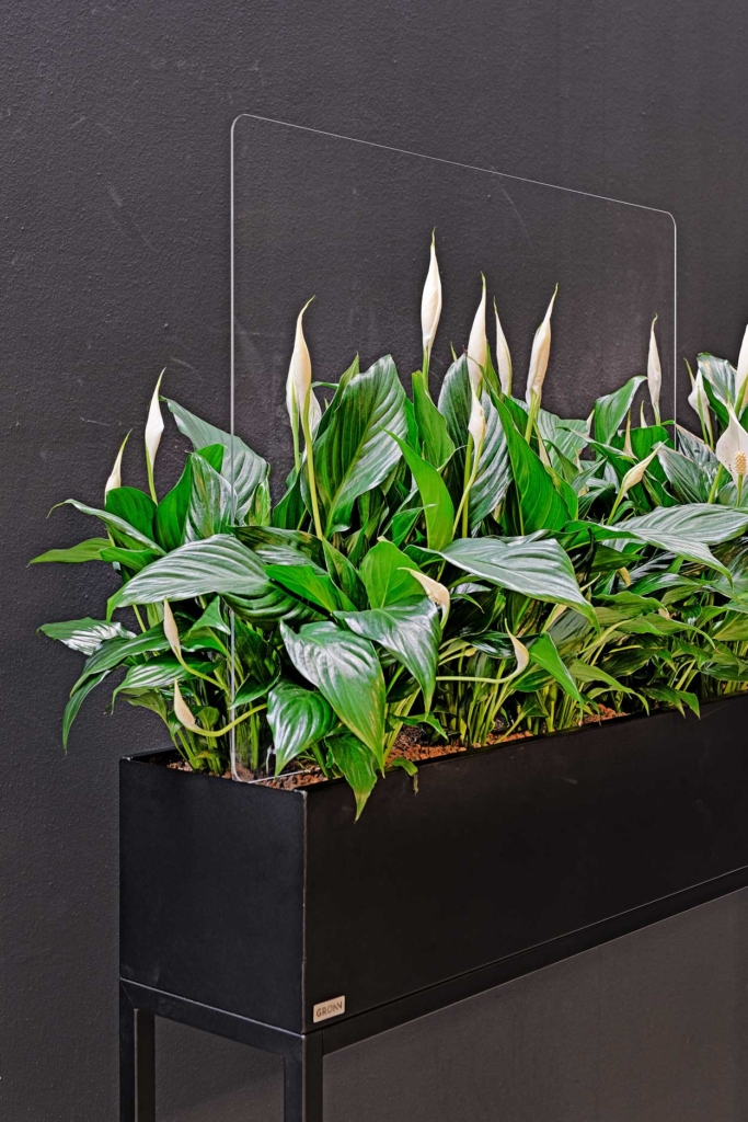 Werkplekafscheiding planten