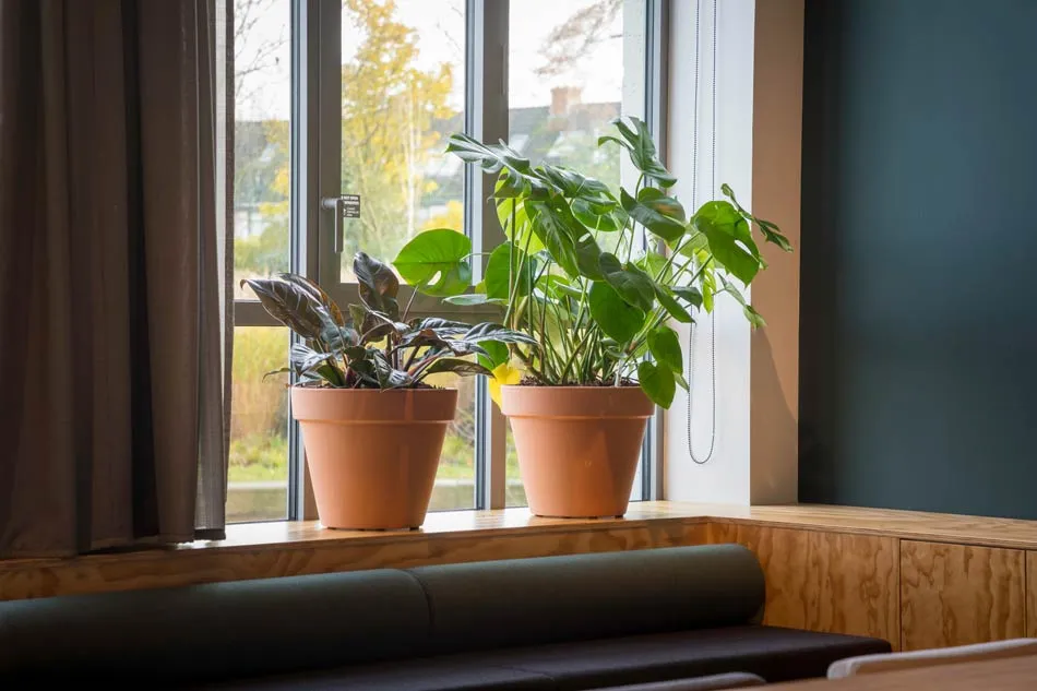Terra cotta potten met beplanting voor het raam