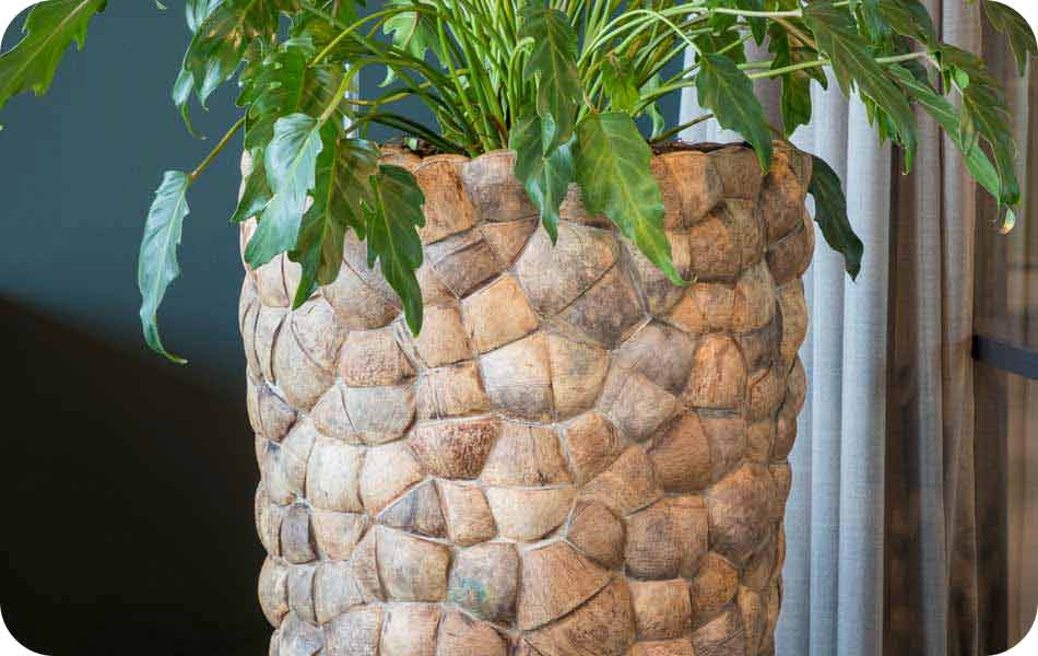 Textuur natuurlijke kokosnoten plantenbak