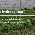 De voordelen van hydrocultuur planten