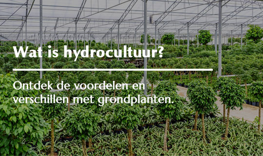 De voordelen van hydrocultuur planten