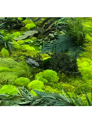 Moswand urban jungle
